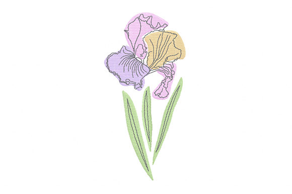 Pastel Iris Flower: A Delicate Touch for Gifts
